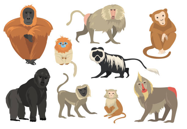 vielzahl von lustigen exotischen affen und affen - orangutan ape endangered species zoo stock-grafiken, -clipart, -cartoons und -symbole