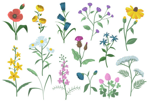 Cartoon Of The Buttercup Flowers Illustrations, Royalty-Free Vector  Graphics & Clip Art - iStock