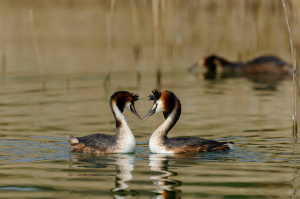 Great crested grebe (Podiceps cristatus) Great crested grebes in courtship great crested grebe stock pictures, royalty-free photos & images