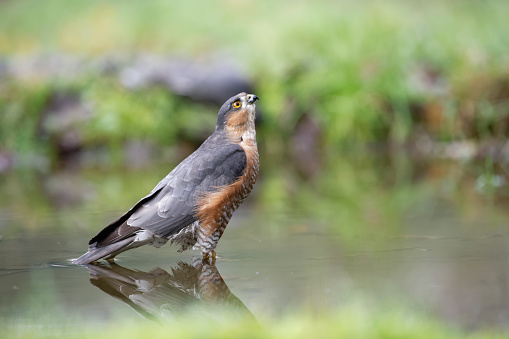 male sparrowhawk into water (Accipiter nisus)