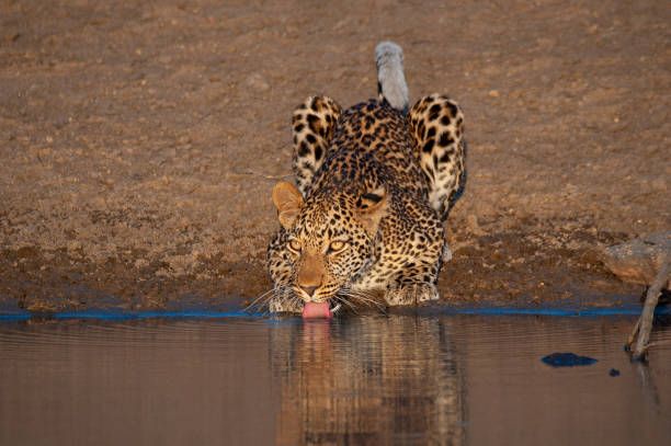 istock Male Leopard at Waterhole 1291637668