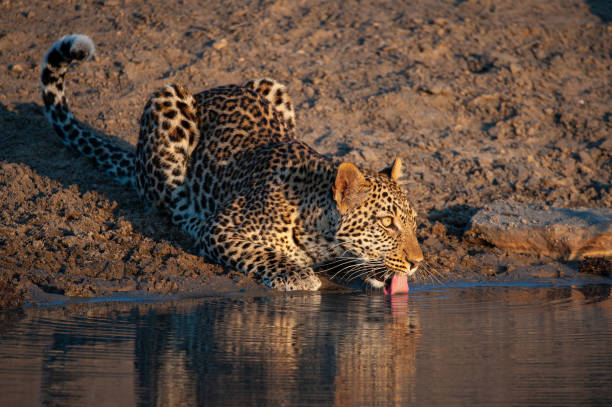 istock Male Leopard at Waterhole 1291638191