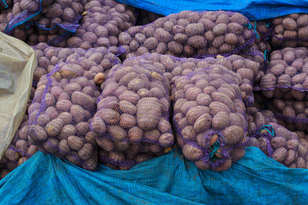 istock Nets-bags with potatoes stacked in the warehouse 1291638226