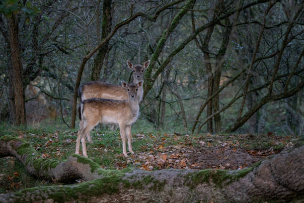 istock Fallow deer (Dama dama) in rutting season 1291638337