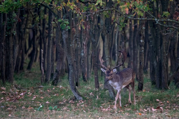 istock Fallow deer (Dama dama) in rutting season 1291638355