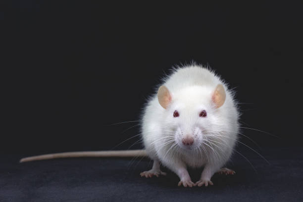 istock White domestic rat on a black background with an orange carrot 1291638581