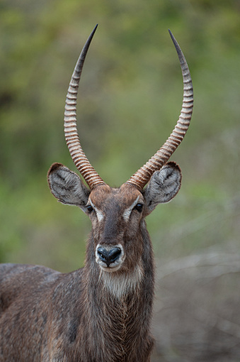 Waterbuck Antelope seen on a safari in South Africa