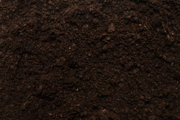 istock Black land for plant background. 1291640811