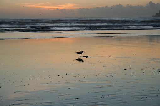 Seagull on a Sunset Beach