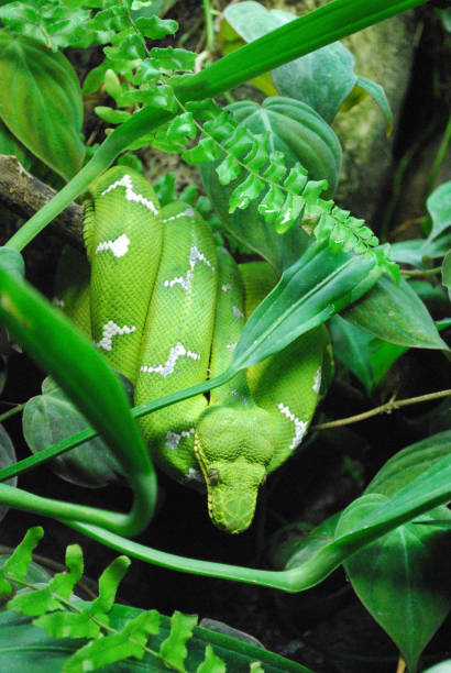 Green Emerald Boa Constrictor Snake Green emerald tree boa coiled up in a tree. green boa snake corallus caninus stock pictures, royalty-free photos & images