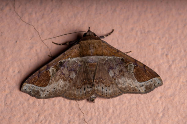 istock Adult yellow moth 1291643461