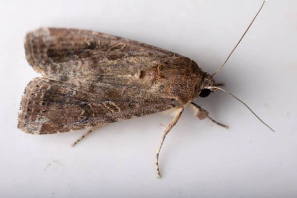 istock Adult Armyworm Moth 1291644296