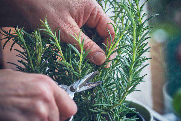 Cutting Fresh Rosemary stock photo