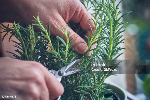 Cutting Fresh Rosemary Stock Photo - Download Image Now - Rosemary, Cutting, Herb