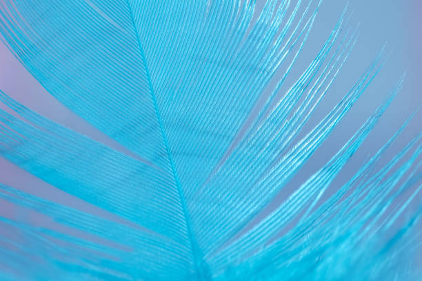 istock Close-up of a turquoise feather. Beautiful abstract art macro. Selective focus. 1291644690