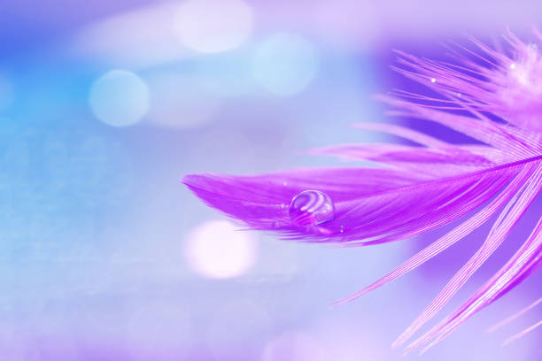 istock Violet feather with water dew drop on a blue blurred background. Delicate refined art image. Selective focus. 1291644704