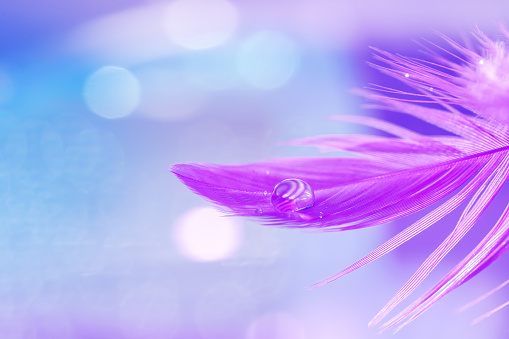 Violet feather with water dew drop on a blue blurred background. Delicate refined art image. Selective focus