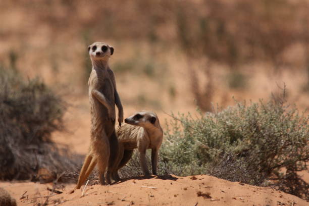 istock Two Suricates or meerkats surveying 1291645024