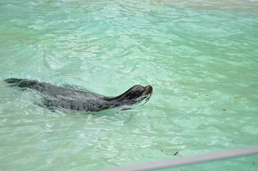 little seal seal in the water at the zoo swimming