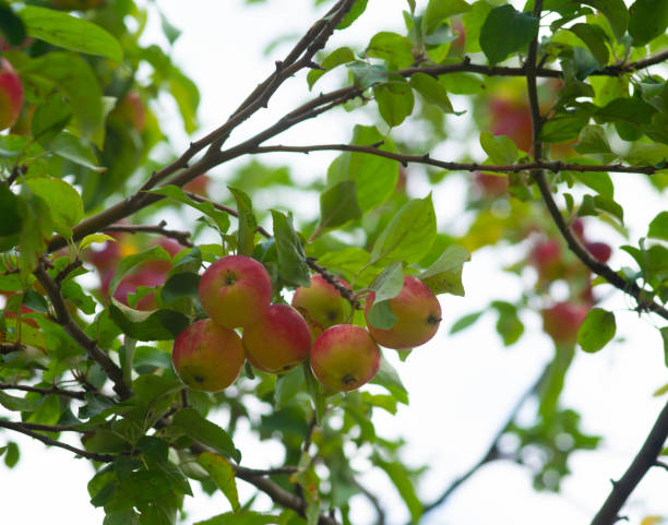 istock Organic apples hanging from a tree branch 1291648765