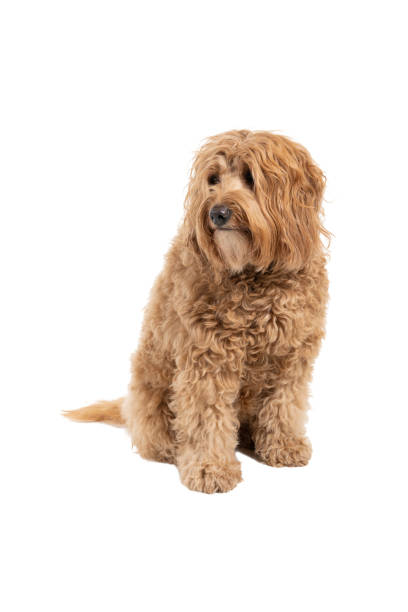 istock Golden Labradoodle looking aside sitting isolated on a white background 1291651219