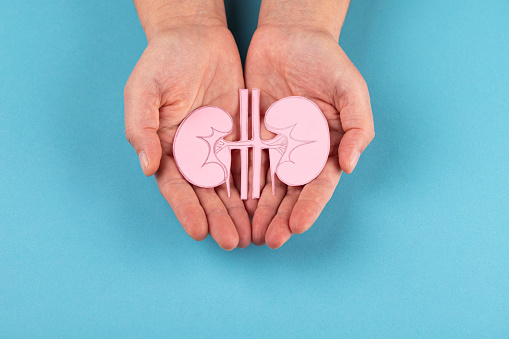 Human kidney in hands isolated on blue background