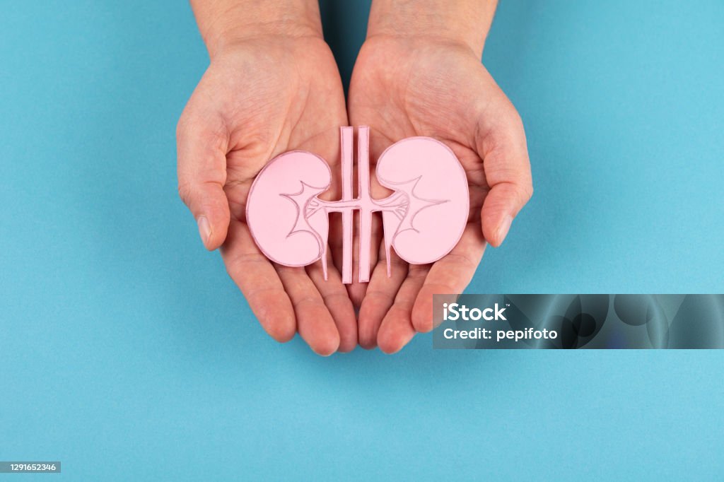 Human kidney in hands Human kidney in hands isolated on blue background Kidney - Organ Stock Photo
