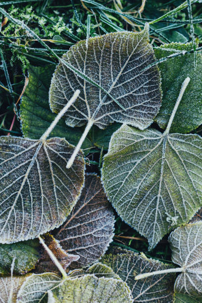 istock Beautiful dry leaves with frost on a ground. 1291652380
