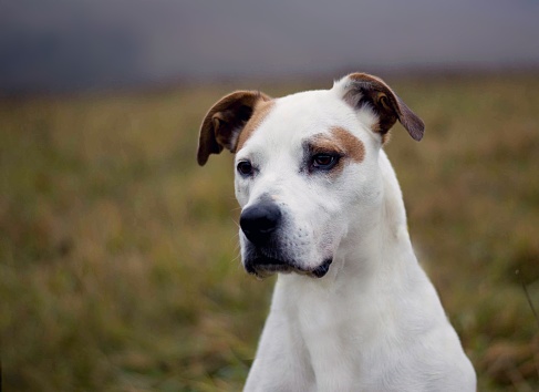 Beautiful american pitbull terrier posing in foggy cold nature