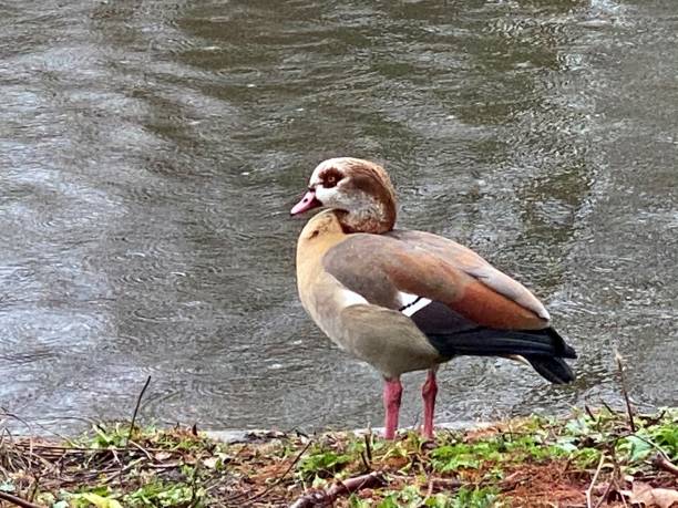 istock A view of a Egyptian Goose 1291652793