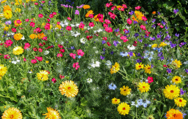 istock Flowers in the garden 1291653128