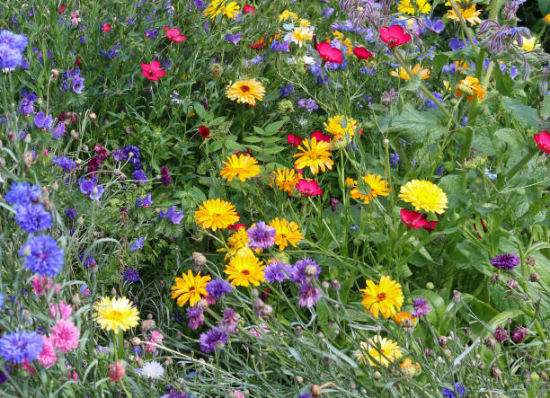 istock Flowers in the garden 1291653138