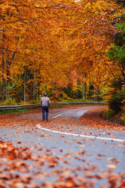 istock Nature photographer shooting in the forest 1291653172