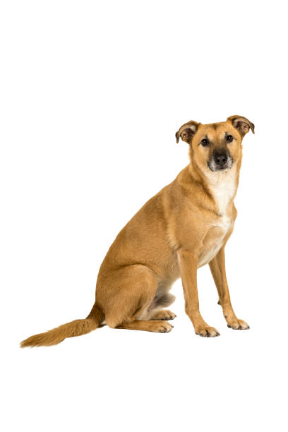 istock Little brown mixed breed dog sitting sideways isolated white background looking at camera 1291654119