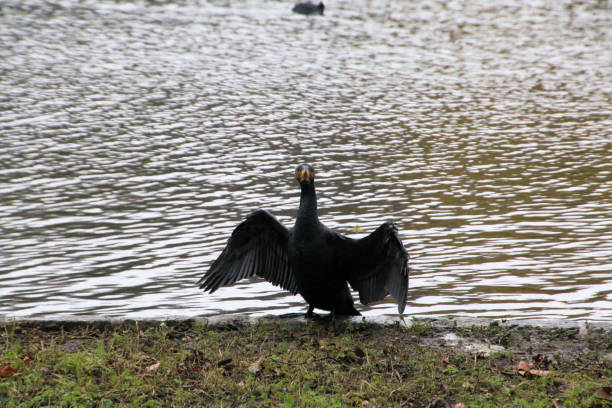 istock A view of a Cormorant 1291655906