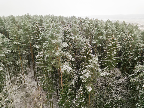 Evergreen pine, spruce forest on a snowy winter day, drone view