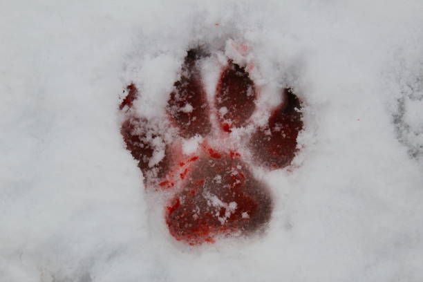 Bloody wolf print in winter snow