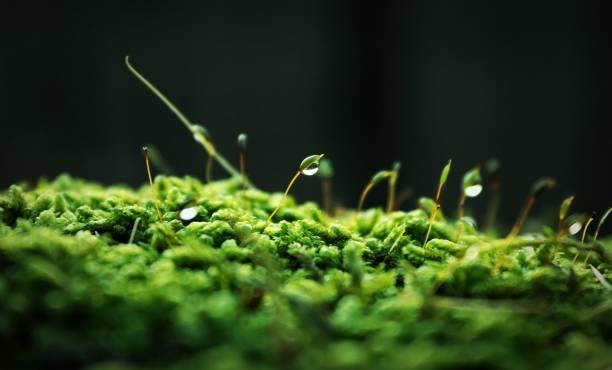 Photo of Brightly green moss covered by rain drops in the sunhine in the middle of a roamtic forest