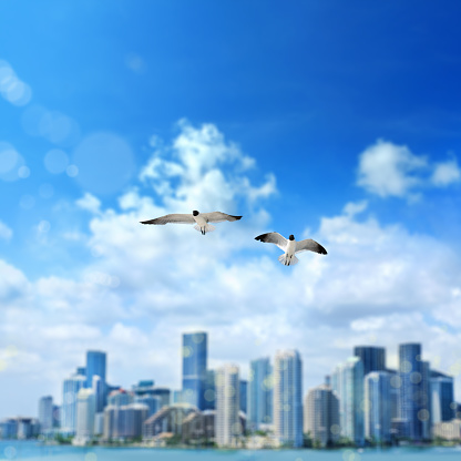 Cityscape of Miami downtown skyline and flying seagulls over cloudy blue sky in Florida, USA