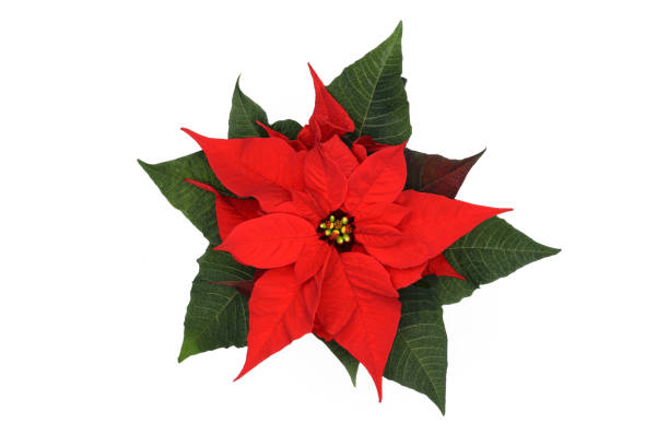 istock Poinsettia Flower on white 1291657304