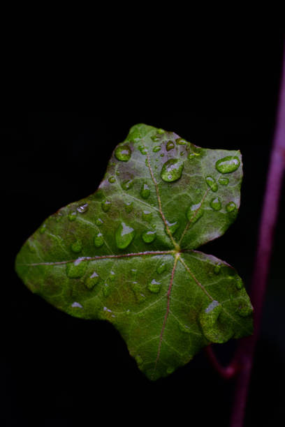 A green, moist ivy leaf against a dark background in vertical format