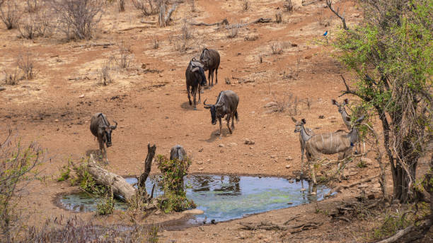 Animal Drinking Water Kudu Stock Photos, Pictures & Royalty-Free Images - iStock Animal Drinking Water Kudu Stock Photos, Pictures & Royalty-Free Images - iStock