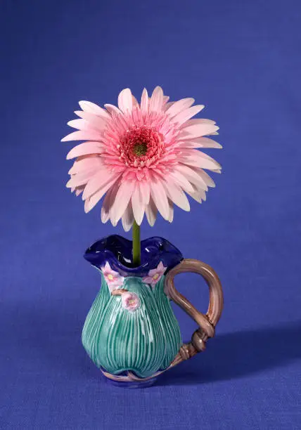 A pink daisy in a small vase on a blue fabric background.