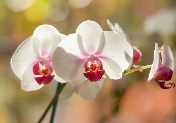A white orchid photographed with a very shallow focus.