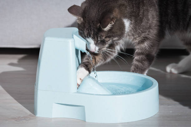 istock Cat drinks clean water from water dispenser. Cat playing with water. Pet thirst. Dehydration in a cat. 1291663212