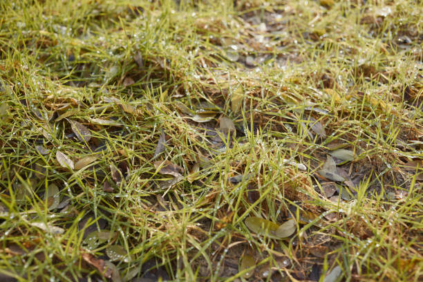 istock Close-up of spring grass covered with drops of morning dew. 1291663237