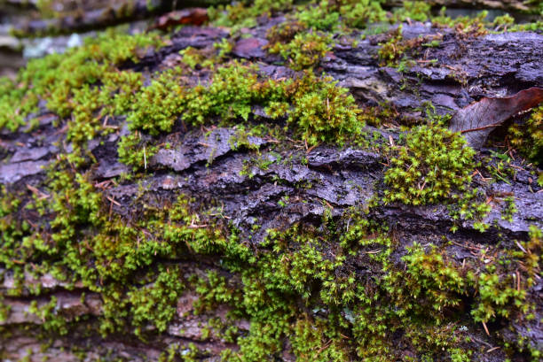 istock The bark of an old tree is covered with green moss 1291663276
