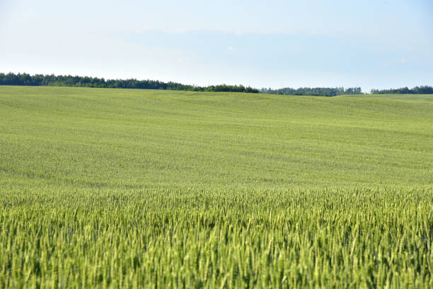 istock View on field with young green wheat crop on blue sky background 1291663413