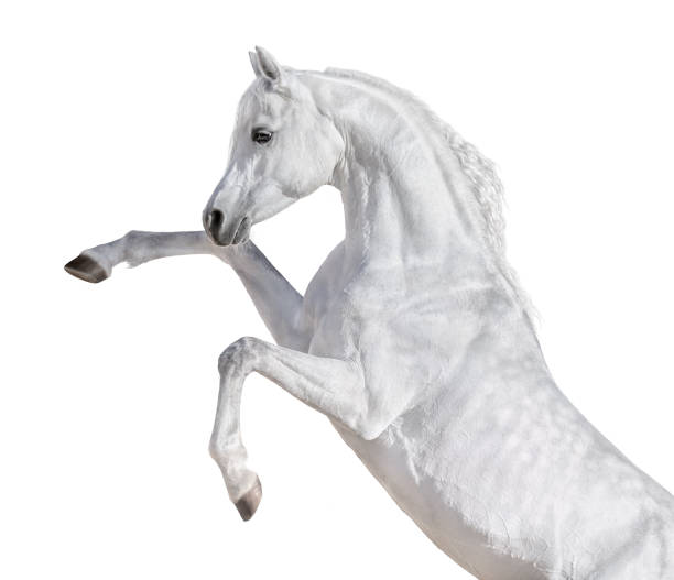 white arabian horse rearing up. - horse arabian horse arabia white imagens e fotografias de stock