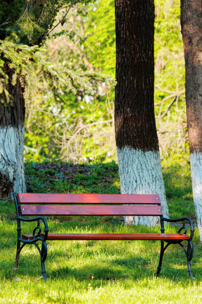 istock empty wooden bench in the park 1291664797